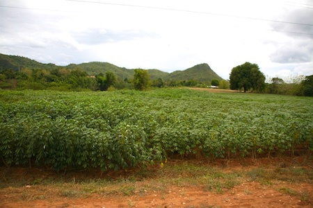 Tapioca fields